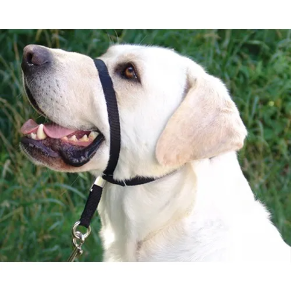 Paba Gentle Leader Headcollar