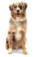 Australian Shepherd Dog