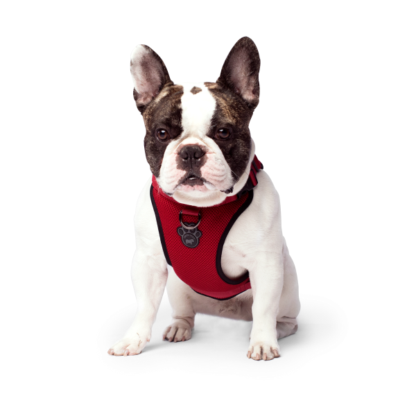 Canada Pooch Everything Harness Mesh - Red