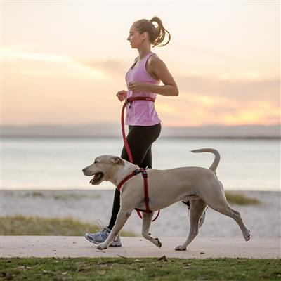 EZYDOG Road Runner Lead - Black (7')