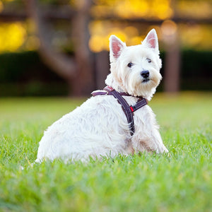 EZYDOG Quick Fit Dog Harness - Red