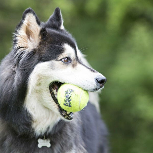 KONG AirDog SqueakAir Tennis Ball