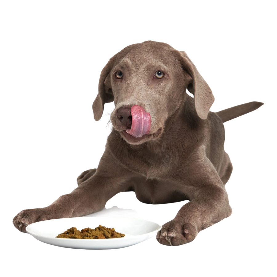 Smack Caribbean-Salmon Fusion Raw Dehydrated Food for Dogs