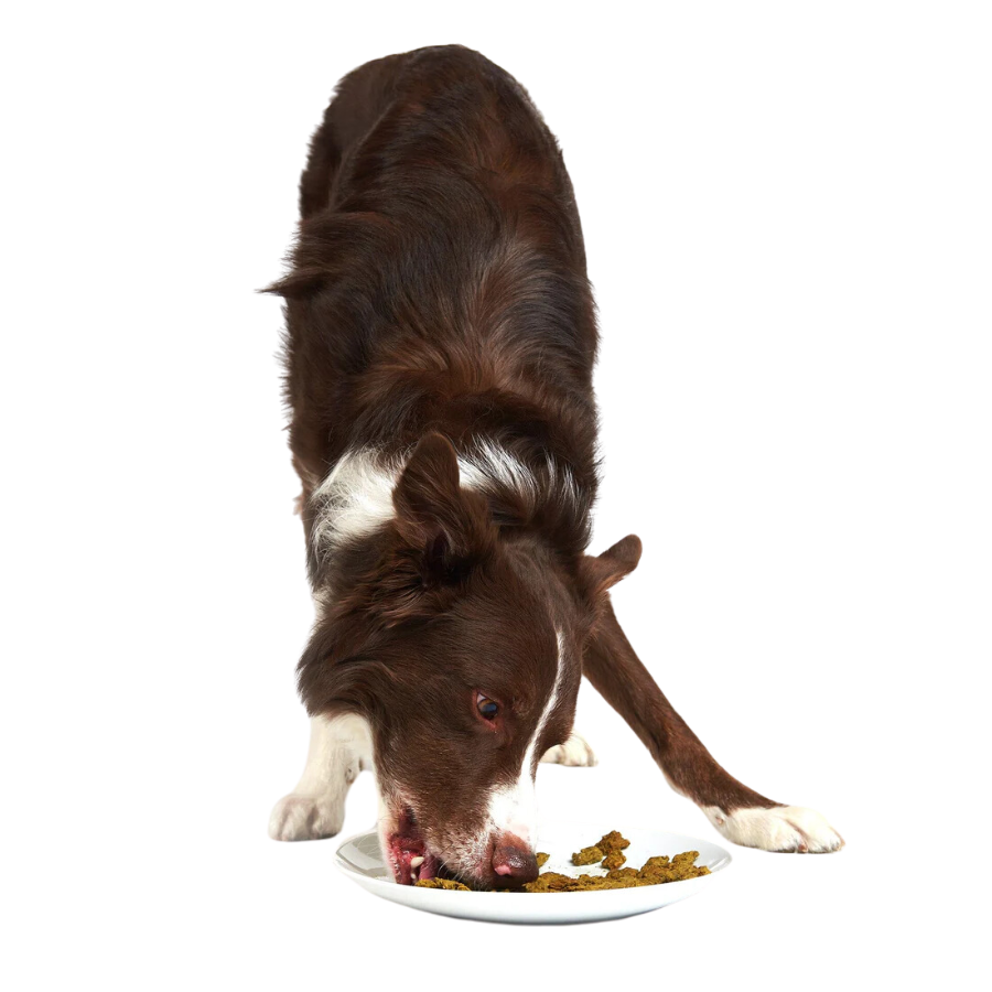 Smack Chunky Chicken Raw Dehydrated Food for Dogs